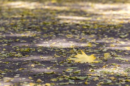 Road with fallen leaves on it with focus on one single big leaf.