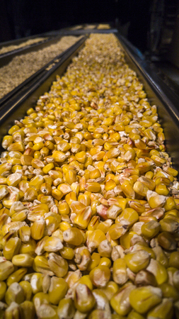 Macro shot of corn in a long containerの写真素材