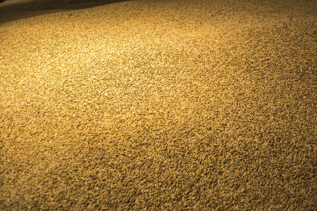 Big pile of barley grain in a storage house.の写真素材