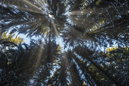 Sun beams shining through coniferous trees forest. Snowy landscape scene.