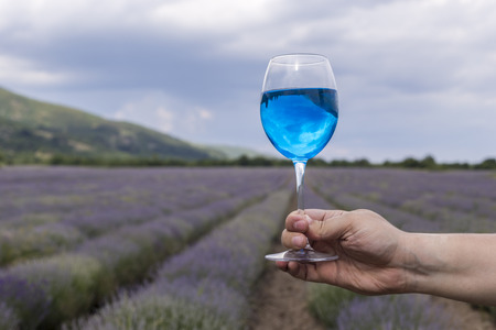 Holding a glass of blue wine on a beautiful lavender filed in the backgroundの写真素材