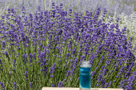 Bottle of lavender essential oil on a beautiful lavender field backgroundの写真素材