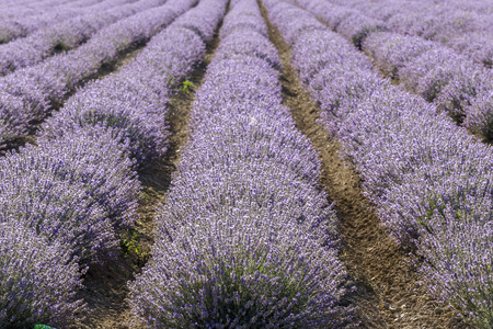 Symmetrical rows of a lavender flower in a sunny afternoon.の写真素材