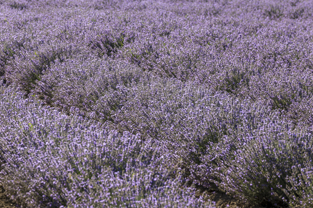 Symmetrical rows of a lavender flower in a sunny afternoon.の写真素材