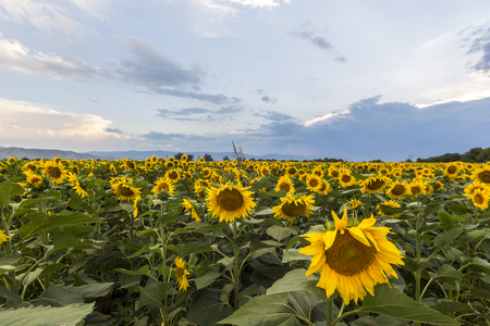 Sunflower field with beautiful blue sky and mountains in the background.の写真素材