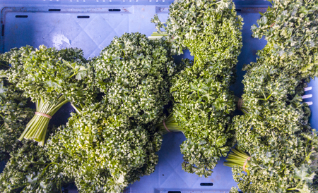 Top view of bio parsley in a basketの写真素材