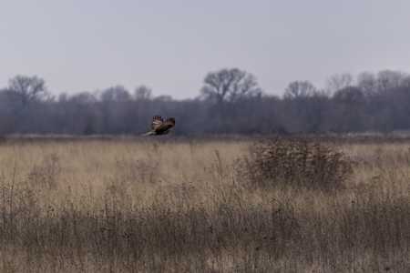 Common buzzard in flight over open land with mountain in the backgroundの写真素材
