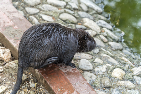 Big rat called nutria cleaning itselfの写真素材