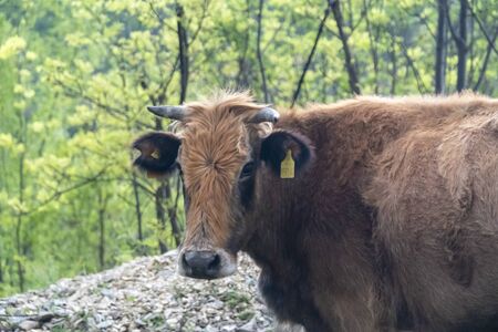 Bulgarian brown cow - typical cattle breed from Bulgaria in the wilderness of Rhodope mountain.の写真素材