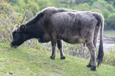 Bulgarian grey cow - typical cattle breed from Bulgaria in the wilderness of Rhodope mountain.の写真素材