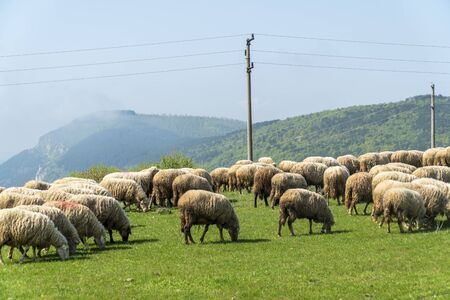 Sheep herd at the top of a mountainの写真素材