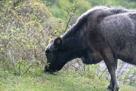 Bulgarian grey cow - typical cattle breed from Bulgaria in the wilderness of Rhodope mountain.の写真素材
