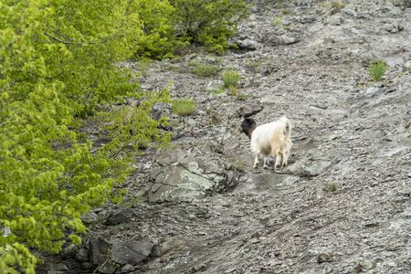 Group of mountain goats in the wilderness or Rhodope mountain in Bulgariaの写真素材