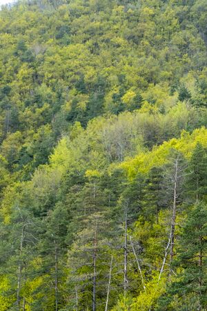 Mixed deciduous and coniferous forest with amazing colorsの写真素材