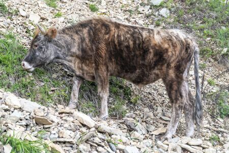 Bulgarian brown cow - typical cattle breed from Bulgaria in the wilderness of Rhodope mountain.の写真素材