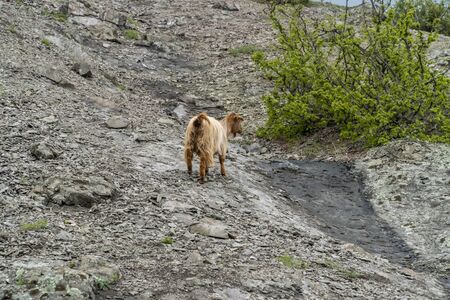 Group of mountain goats in the wilderness or Rhodope mountain in Bulgariaの写真素材