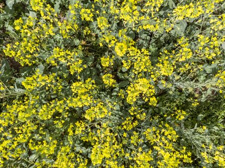 Close-up view from above of a rapeseed yellow flowersの写真素材