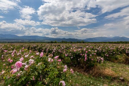 Rows of Bulgarian pink rose in a garden during sunset located in the Thracian Rose valley. Amazing colors.の写真素材