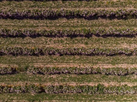 Aerial view of rows of bulgarian pink rose bushesの写真素材