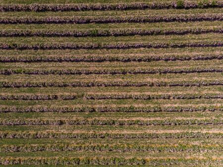 Aerial view of rows of bulgarian pink rose bushesの写真素材