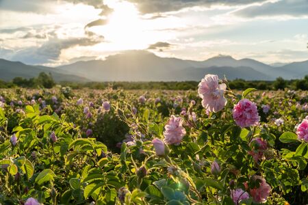 Closeup of bulgarian pink rose during sunset in a field located in the Thracian valley in Bulgariaの写真素材