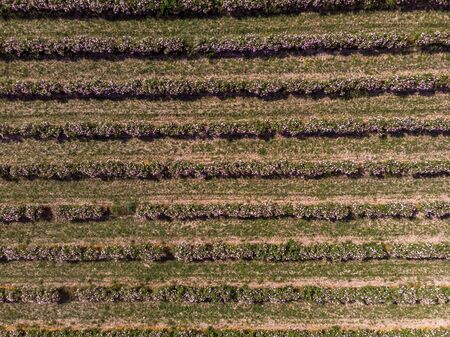 Aerial view of rows of bulgarian pink rose bushesの写真素材