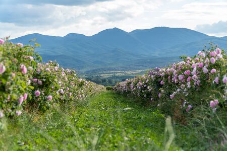 Rows of Bulgarian pink rose in a garden during sunset located in the Thracian Rose valley. Amazing colors.の写真素材