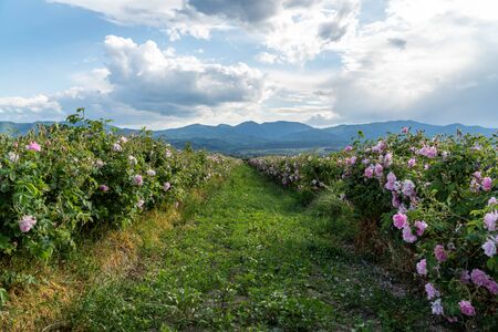Rows of Bulgarian pink rose in a garden during sunset located in the Thracian Rose valley. Amazing colors.の写真素材
