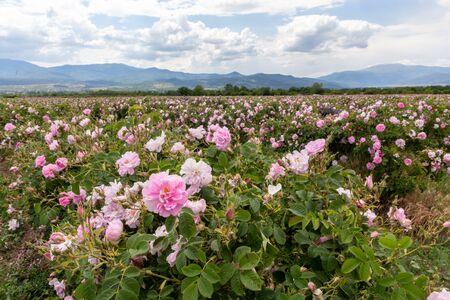 Rows of Bulgarian pink rose in a garden during sunset located in the Thracian Rose valley. Amazing colors.の写真素材