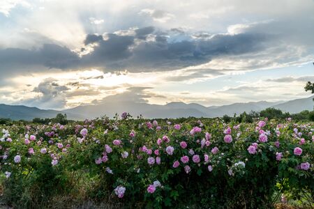 Rows of Bulgarian pink rose in a garden during sunset located in the Thracian Rose valley. Amazing colors.の写真素材
