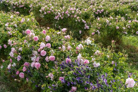 Rows of Bulgarian pink rose in a garden during sunset located in the Thracian Rose valley. Amazing colors.の写真素材