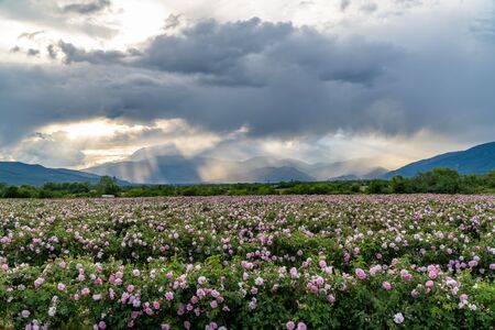 Rows of Bulgarian pink rose in a garden during sunset located in the Thracian Rose valley. Amazing colors.の写真素材
