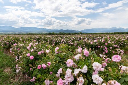 Rows of Bulgarian pink rose in a garden during sunset located in the Thracian Rose valley. Amazing colors.の写真素材