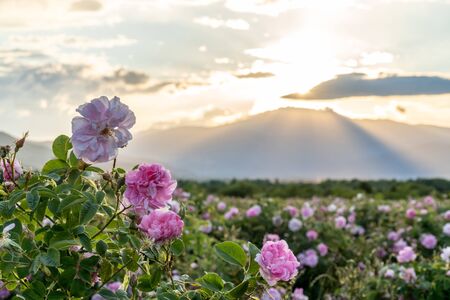 Closeup of bulgarian pink rose during sunset in a field located in the Thracian valley in Bulgariaの写真素材