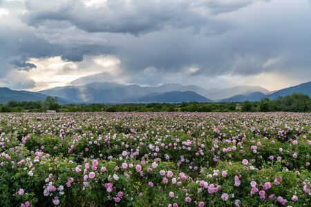 Rows of Bulgarian pink rose in a garden during sunset located in the Thracian Rose valley. Amazing colors.の写真素材