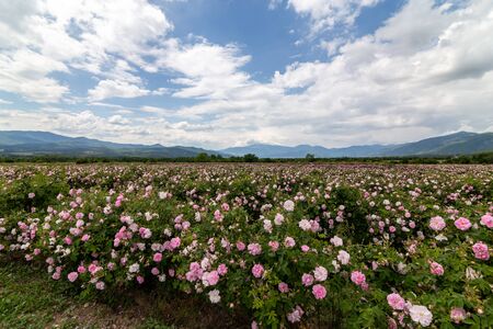 Rows of Bulgarian pink rose in a garden during sunset located in the Thracian Rose valley. Amazing colors.の写真素材