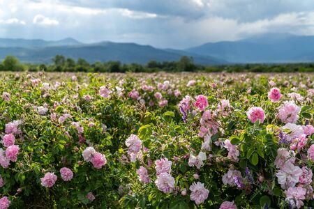 Rows of Bulgarian pink rose in a garden during sunset located in the Thracian Rose valley. Amazing colors.の写真素材