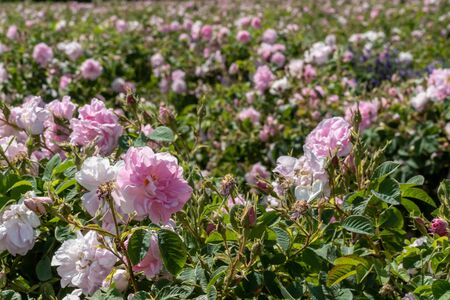 Closeup of bulgarian pink rose during sunset in a field located in the Thracian valley in Bulgariaの写真素材