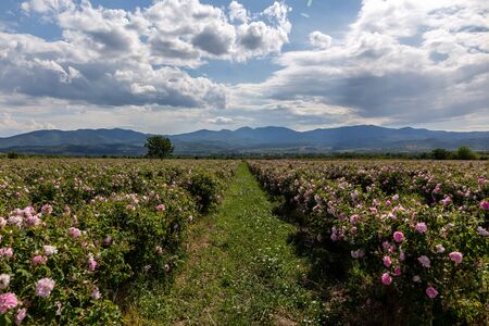 Rows of Bulgarian pink rose in a garden during sunset located in the Thracian Rose valley. Amazing colors.の写真素材