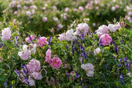 Pink rose and lavender - two symbols of Bulgarian agriculture growing next to each other in a gardenの写真素材