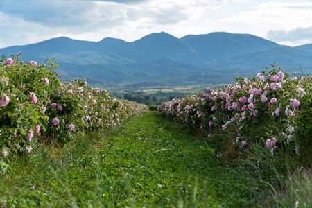 Rows of Bulgarian pink rose in a garden during sunset located in the Thracian Rose valley. Amazing colors.の写真素材