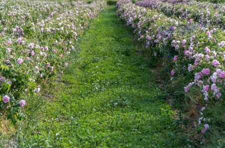 Rows of Bulgarian pink rose in a garden during sunset located in the Thracian Rose valley. Amazing colors.の写真素材