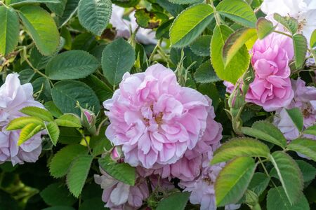 Closeup of bulgarian pink rose during sunset in a field located in the Thracian valley in Bulgariaの写真素材