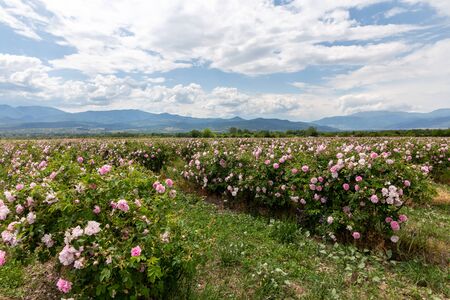 Rows of Bulgarian pink rose in a garden during sunset located in the Thracian Rose valley. Amazing colors.の写真素材