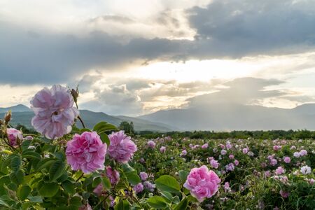 Closeup of bulgarian pink rose during sunset in a field located in the Thracian valley in Bulgariaの写真素材