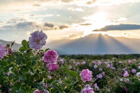Closeup of bulgarian pink rose during sunset in a field located in the Thracian valley in Bulgariaの写真素材