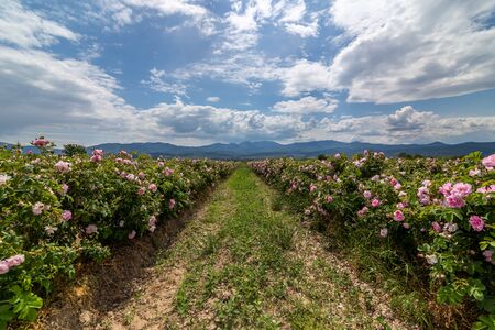Rows of Bulgarian pink rose in a garden during sunset located in the Thracian Rose valley. Amazing colors.の写真素材