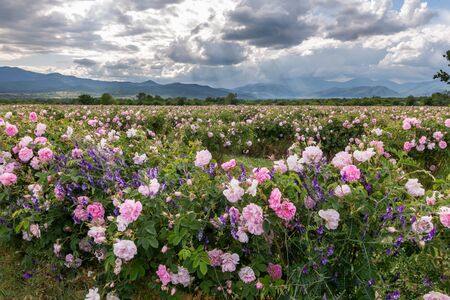 Rows of Bulgarian pink rose in a garden during sunset located in the Thracian Rose valley. Amazing colors.の写真素材