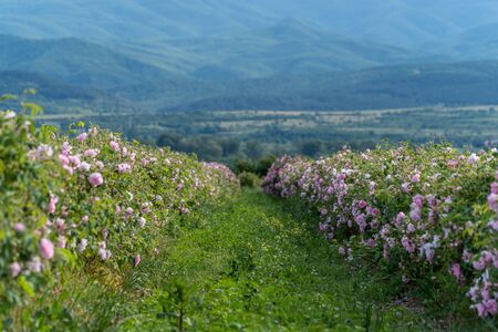 Rows of Bulgarian pink rose in a garden during sunset located in the Thracian Rose valley. Amazing colors.の写真素材