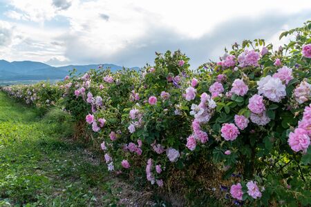 Rows of Bulgarian pink rose in a garden during sunset located in the Thracian Rose valley. Amazing colors.の写真素材